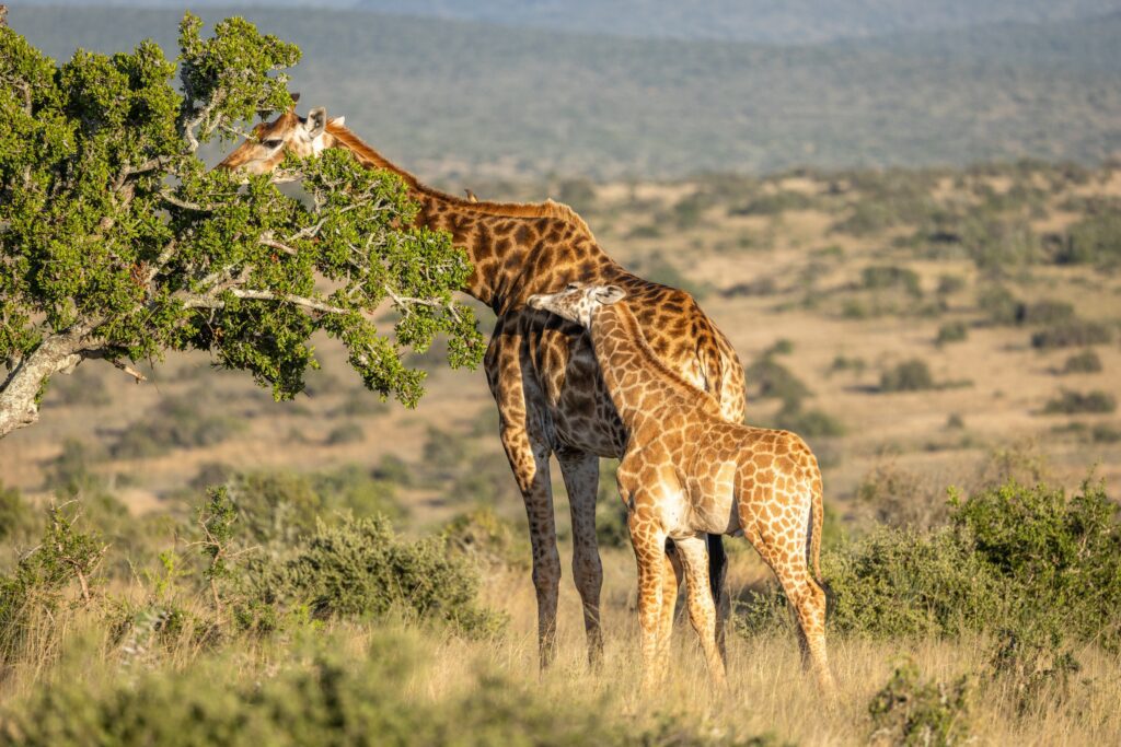 Kaapse giraffe met kalf in Kwandwe Private Game Reserve, Zuid-Afrika, tijdens safari.