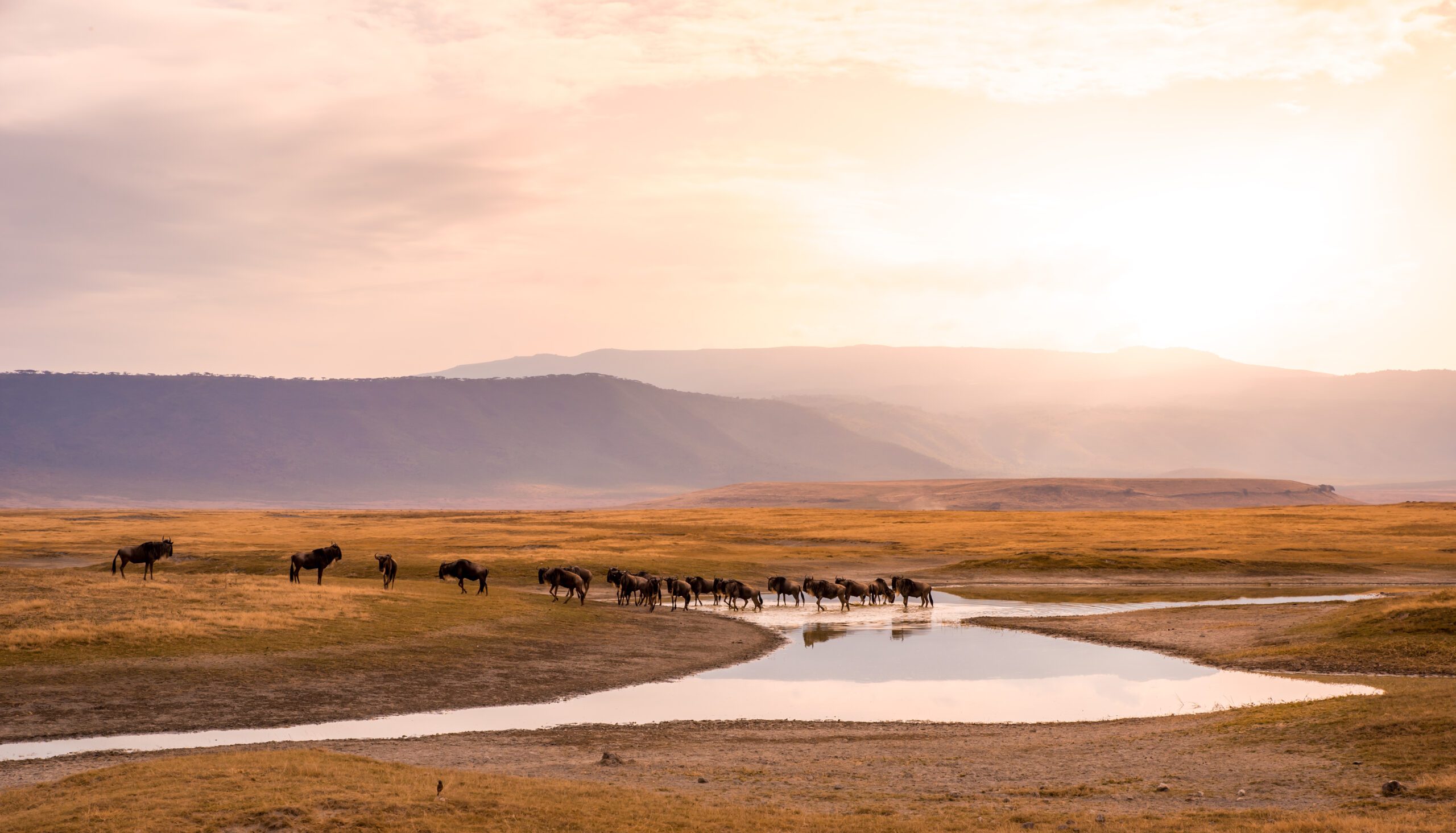 Kudde gnoes en wildebeesten in de Ngorongoro-krater tijdens een wildsafari in Tanzania – Christoffel Travel