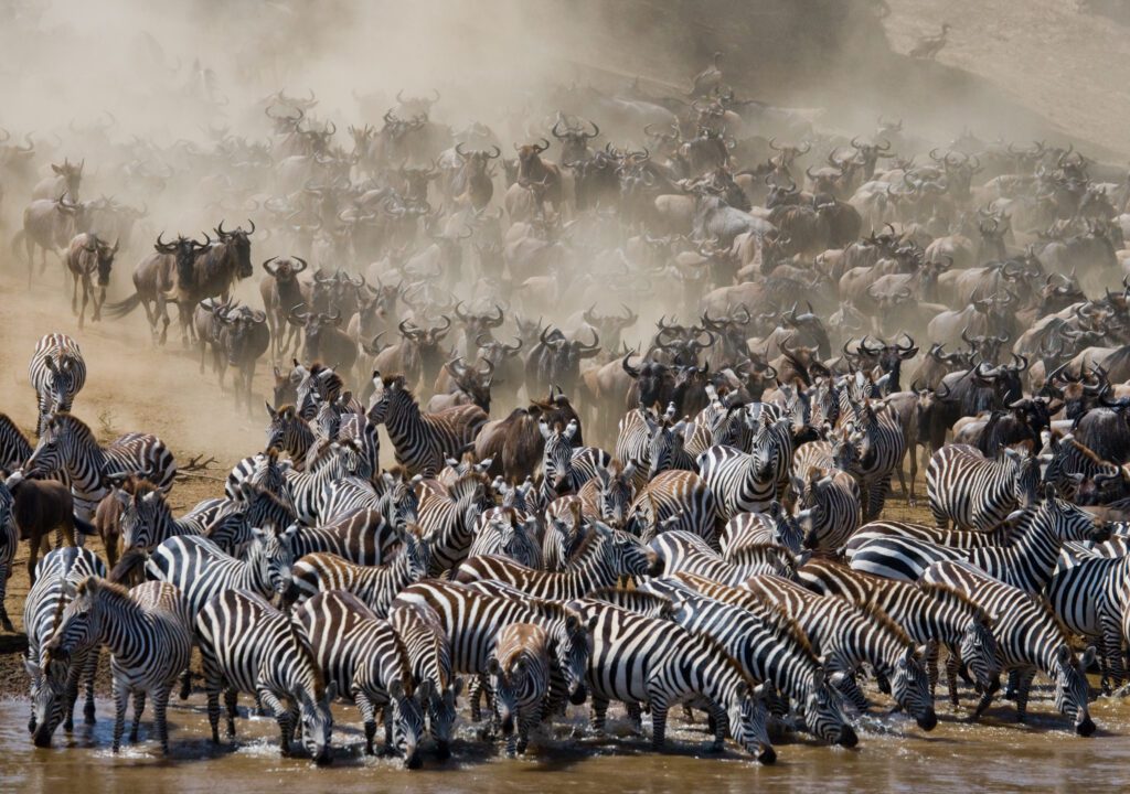 Gnoes steken de Mara River over tijdens de Grote Migratie in Kenia en Tanzania – Christoffel Travel safari