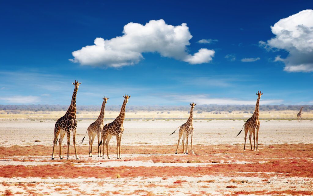 Kudde giraffen in Etosha National Park, Namibië, grazend op de uitgestrekte savanne – Christoffel Travel.