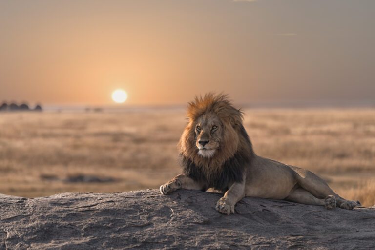 Mannelijke leeuw op een rots tijdens zonsopgang, uitkijkend over zijn territorium in de Afrikaanse savanne.