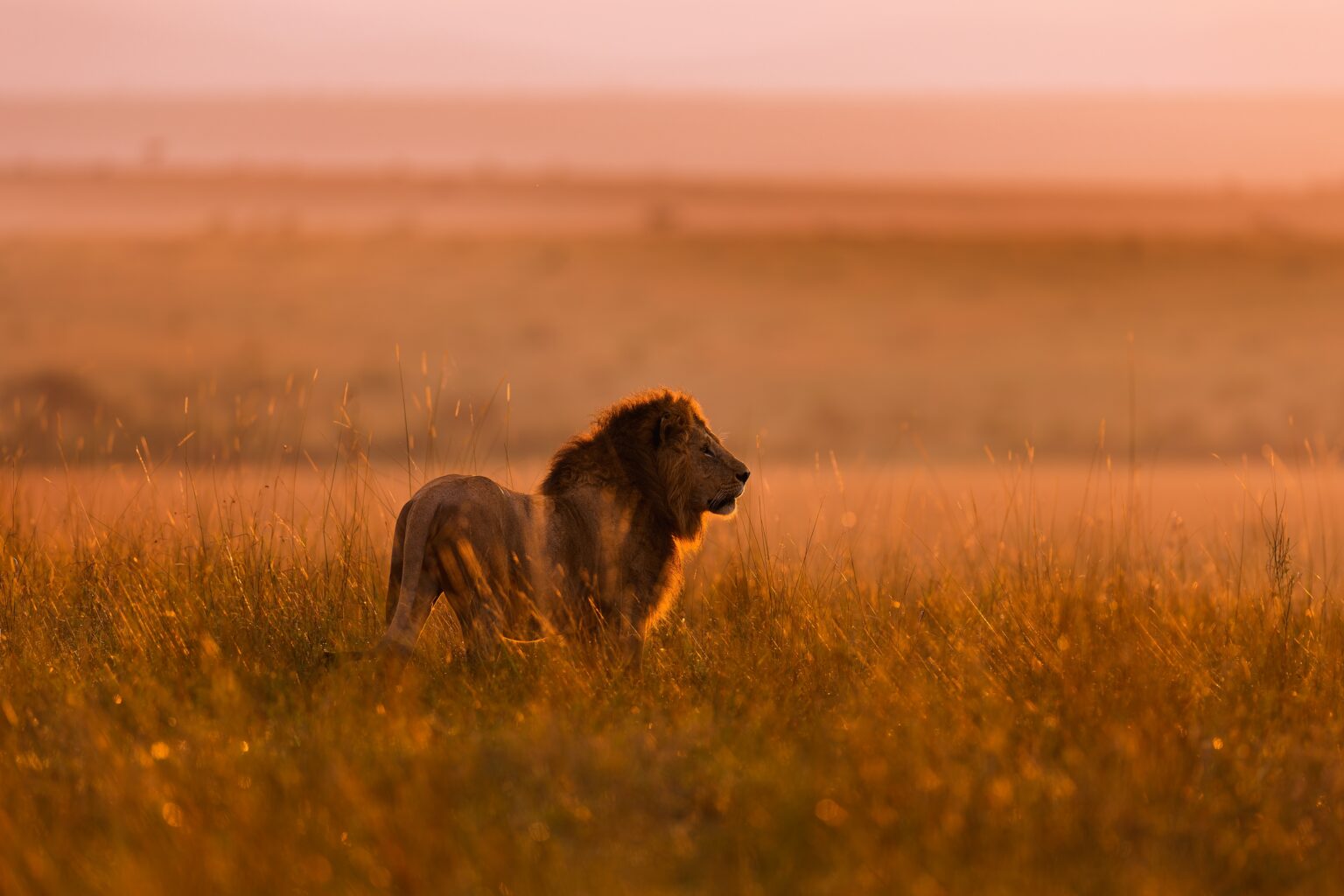 Leeuw in de savanne van Masai Mara, Kenia – gespot tijdens een Christoffel Travel safari
