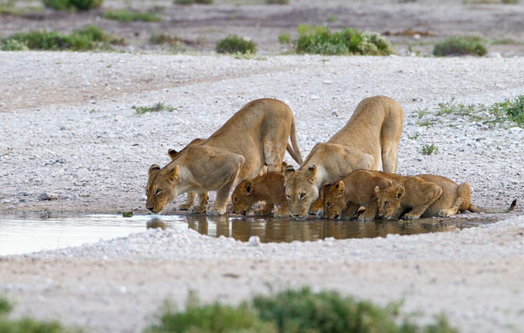 Leeuwin met welpjes in Etosha National Park, Namibië, tijdens een safari bij zonsondergang – Christoffel Travel.
