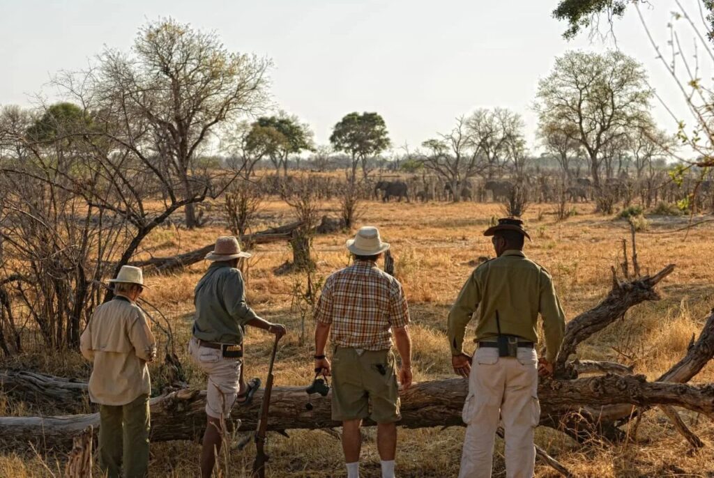 Wandelsafari in de Linyanti Concessie, met rangers die door afgelegen wildernis leiden en sporen uitleggen.