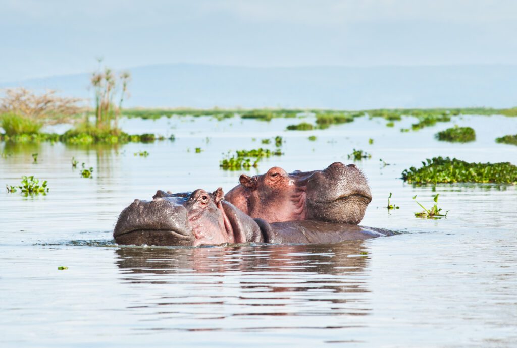 Nijlpaarden in het ondiepe water van Lake Naivasha, omringd door groene vegetatie – Christoffel Travel.