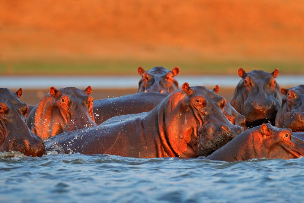 Nijlpaarden die ontspannen in het water van de Zambezi-rivier in Mana Pools National Park, omringd door groene oevers en Afrikaans landschap – aangeboden door Christoffel Travel.