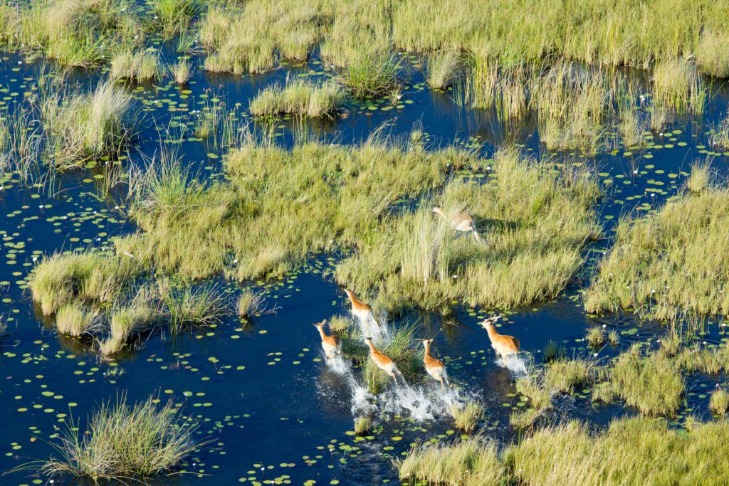 Luchtfoto van de Okavango Delta in Botswana – unieke safari-ervaring met Christoffel Travel.