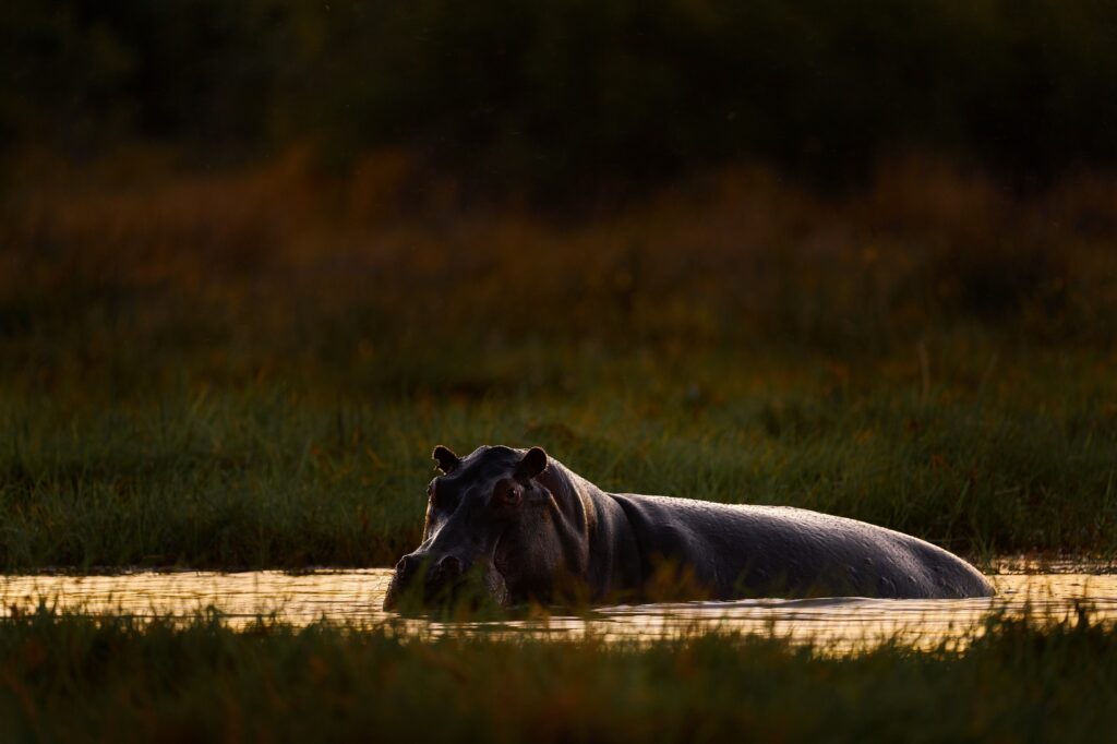 Nijlpaard in het water bij zonsondergang, Okavango Delta, Botswana – safari reis met Christoffel Travel.