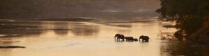 Olifanten in South Luangwa National Park, Zambia – safari in ongerepte wildernis met Christoffel Travel.