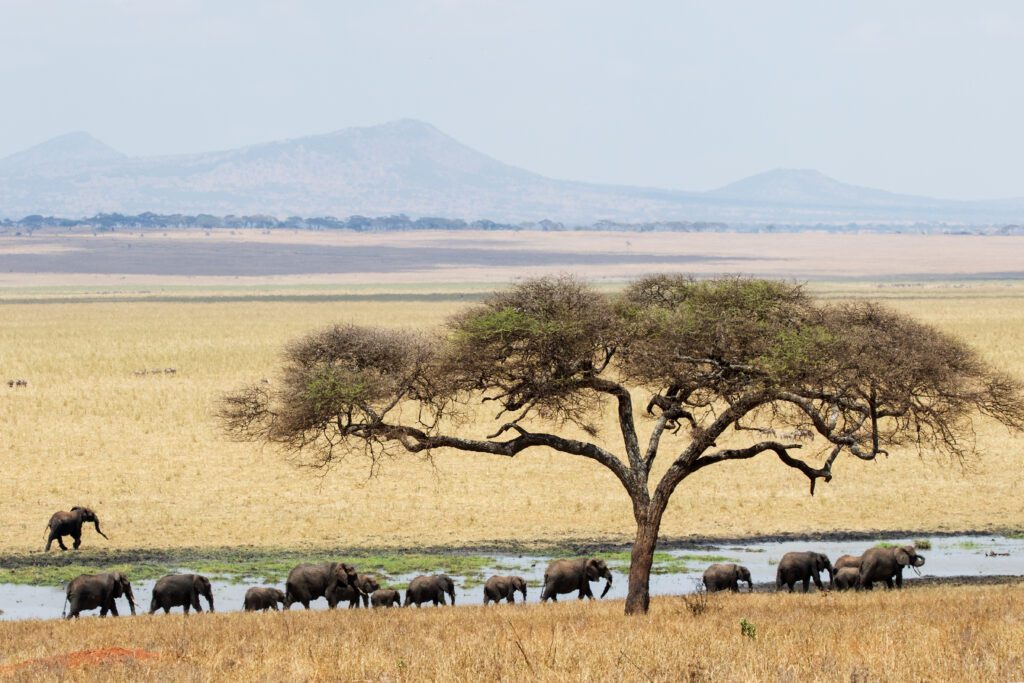 Olifanten in Tarangire National Park, Tanzania – safari met Christoffel Travel
