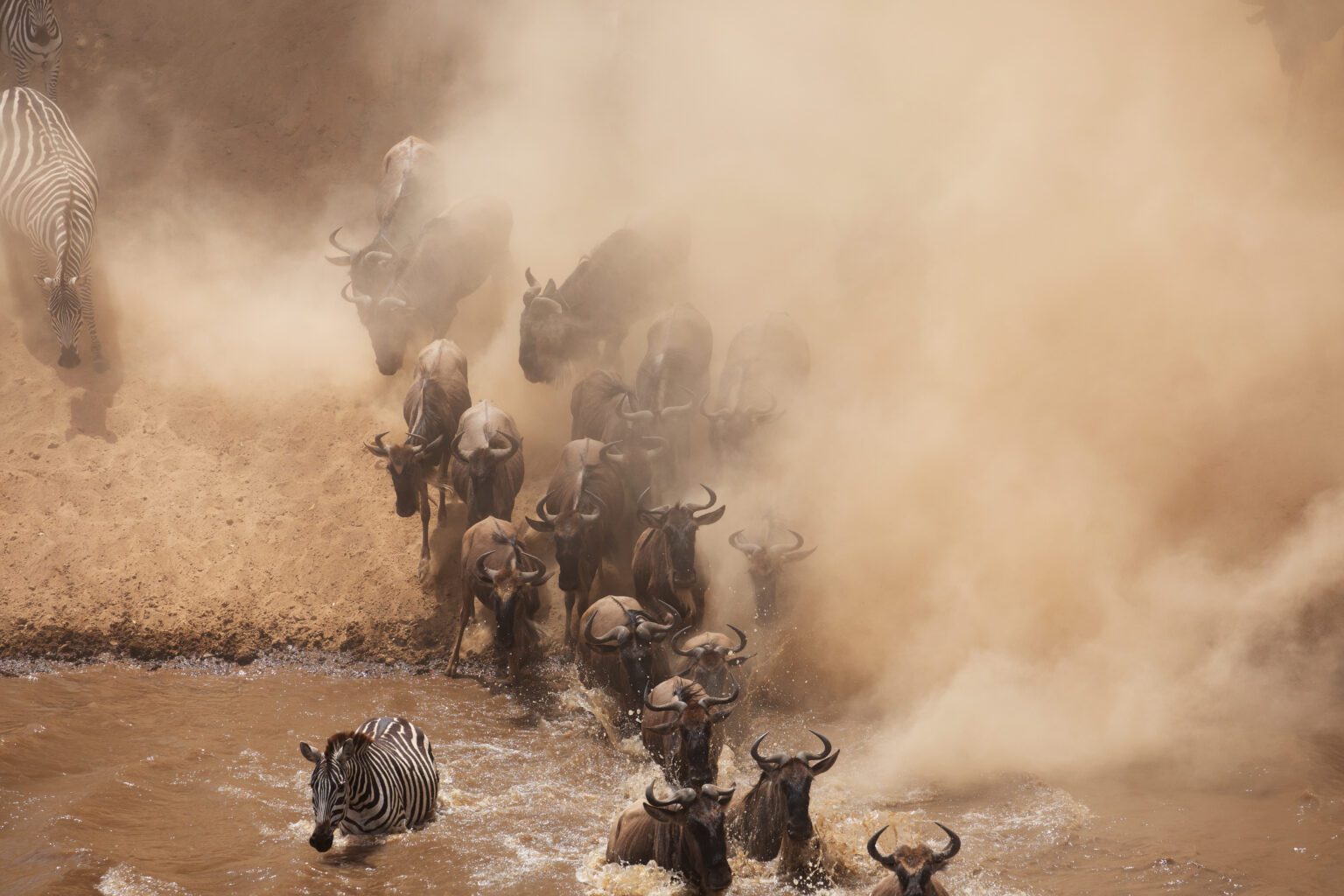 It,Is,The,Great,Wildebeest,Migration.,These,Are,Good,Pictures