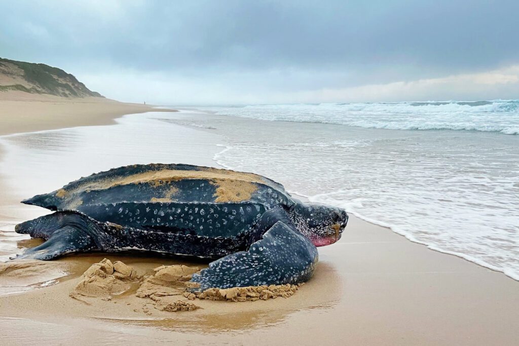 Thonga Beach Lodge, luxe strandlodge verscholen tussen de duinen van Maputaland, Zuid-Afrika – Christoffel Travel
