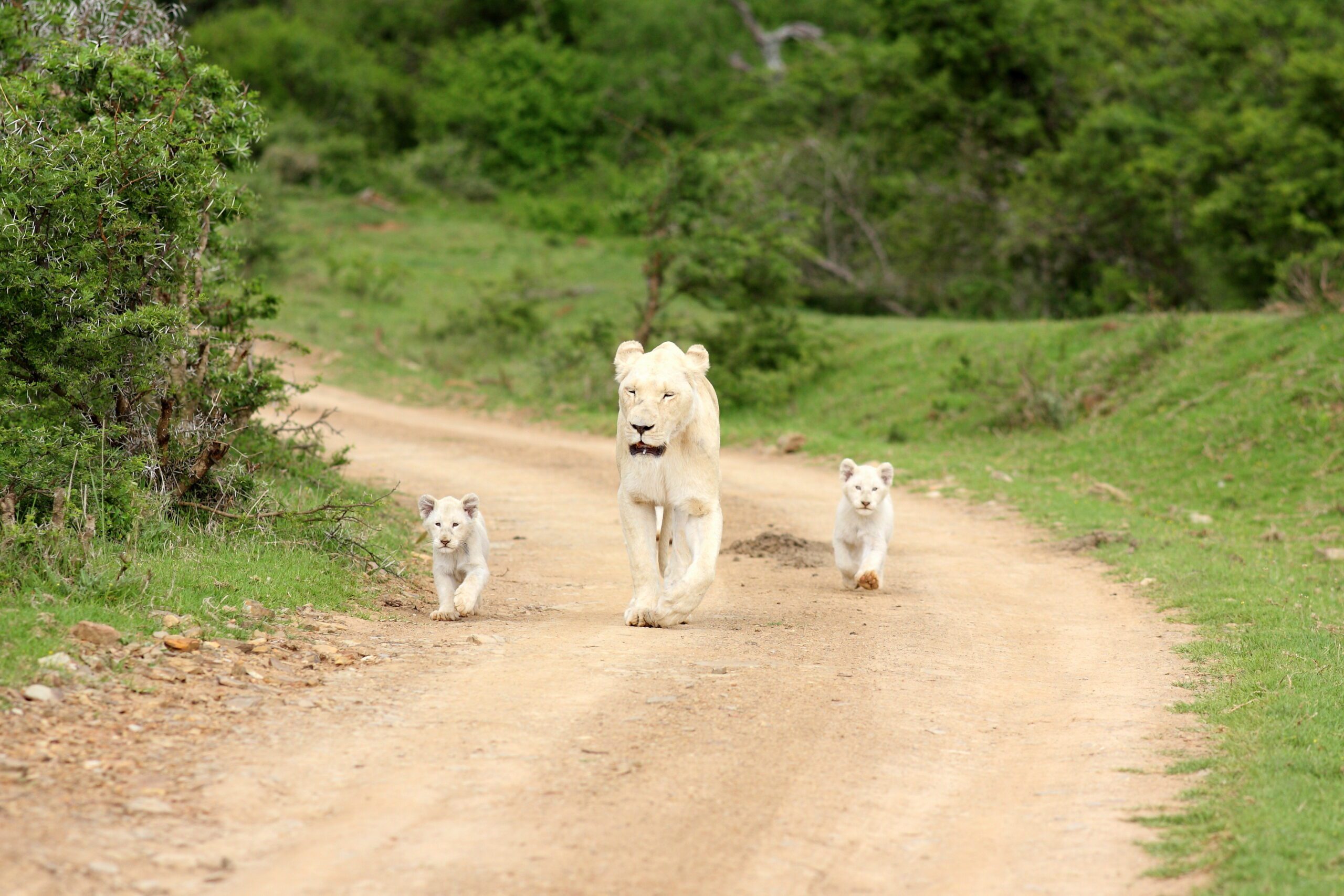 Witte leeuwin met drie pasgeboren witte welpen in het Timbavati Game Reserve, Zuid-Afrika – Christoffel Travel.