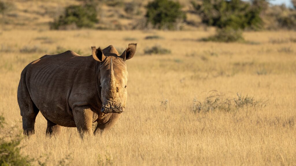 Witte neushoorn in het zachte avondlicht in Kwandwe Private Game Reserve, Zuid-Afrika.