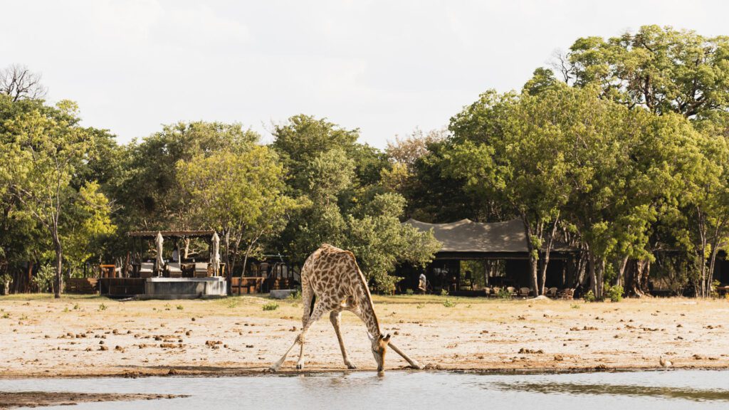 Little Makalolo Camp in Hwange National Park, omringd door ongerepte wildernis – Christoffel Travel.