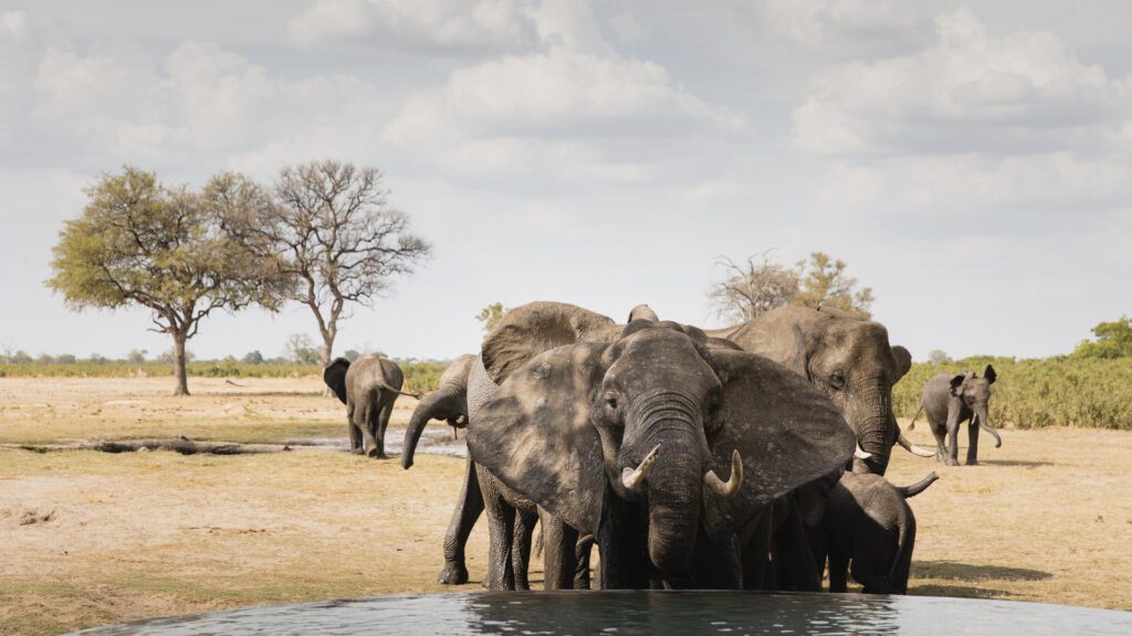 Little Makalolo Camp in Hwange National Park, omringd door ongerepte wildernis – Christoffel Travel.