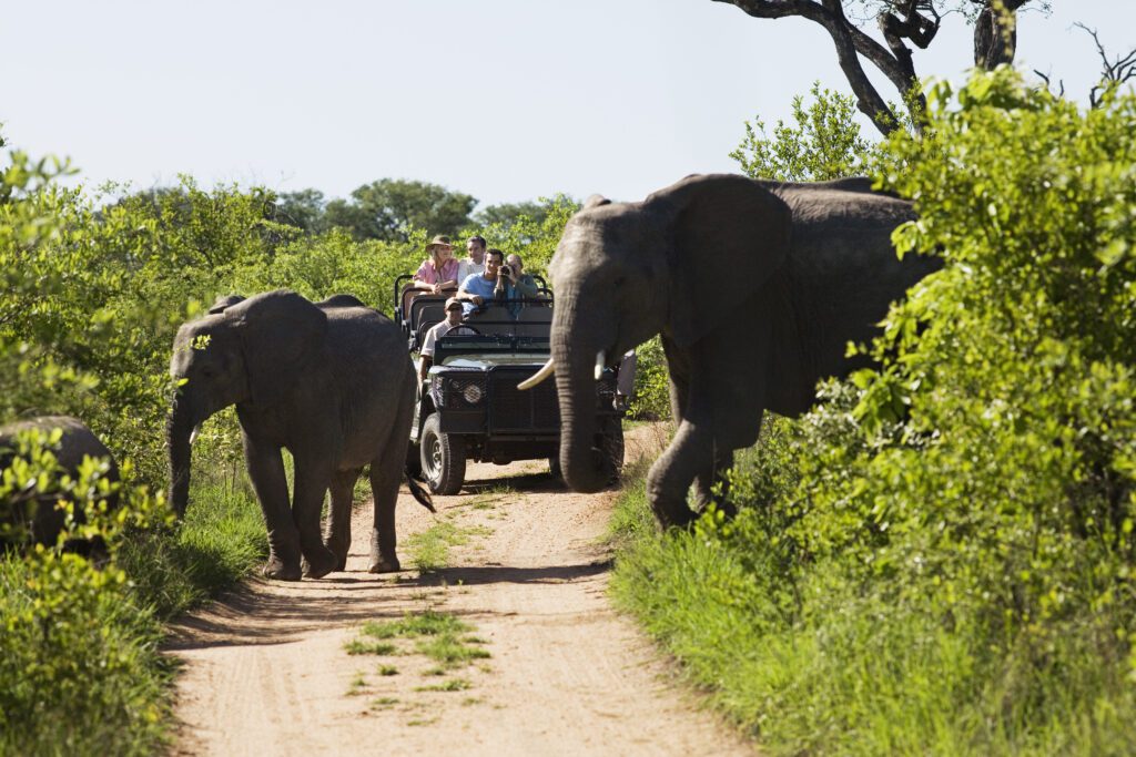 Twee olifanten steken een zandweg over met mensen in een safari jeep op de achtergrond, Zuid-Afrika – incentive reis met Christoffel Travel.