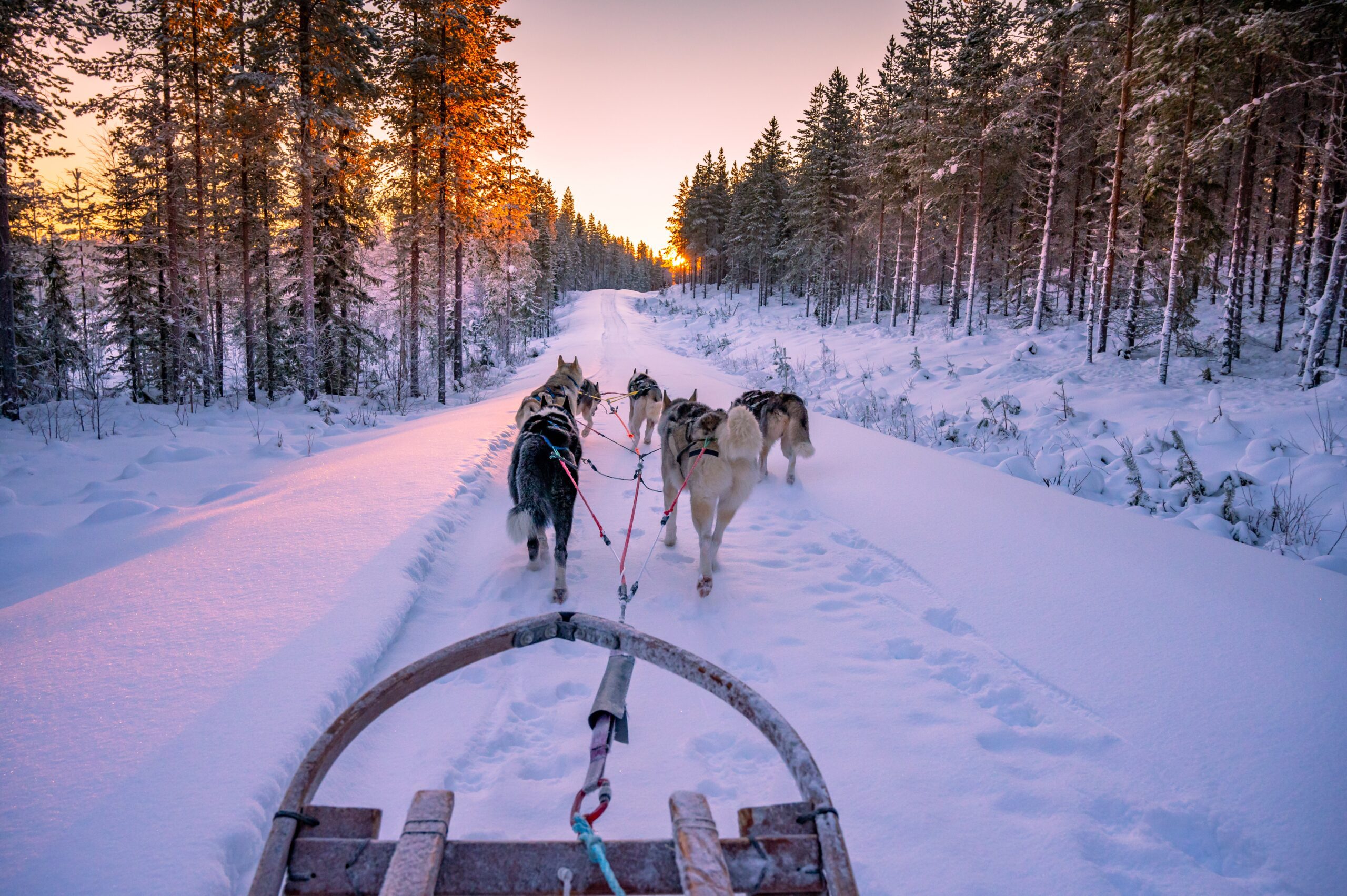 Huskysafari tijdens een Lapland vakantie op maat