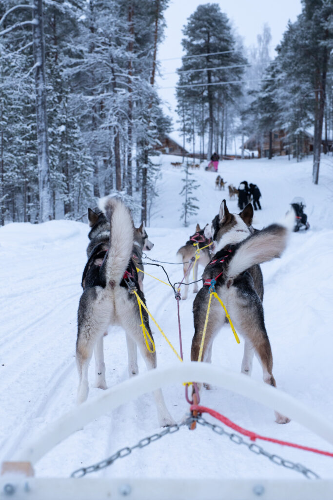 Huskysafari in Lapland
