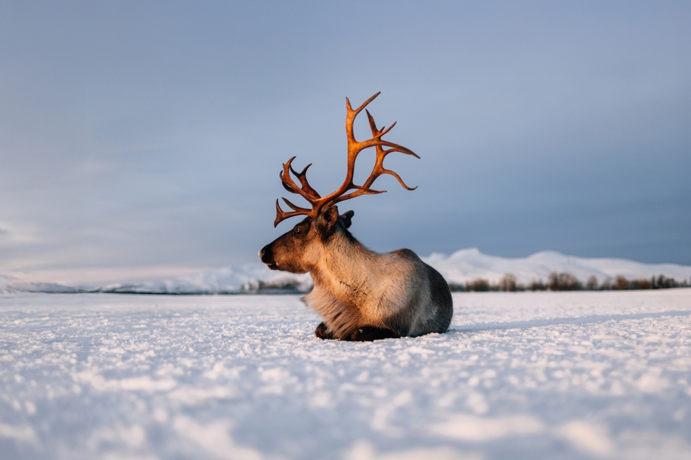 Rendier gespot in winters Lapland met Christoffel Travel